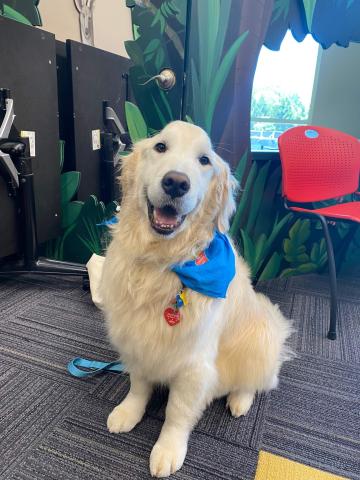 Golden retriever named Bridger smiling in the library