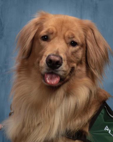 Ellie, a smiling therapy dog